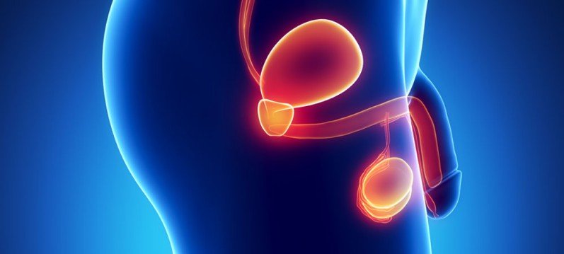 A próstata é um órgão do aparelho genital masculino responsável pela produção de parte do sêmen.
