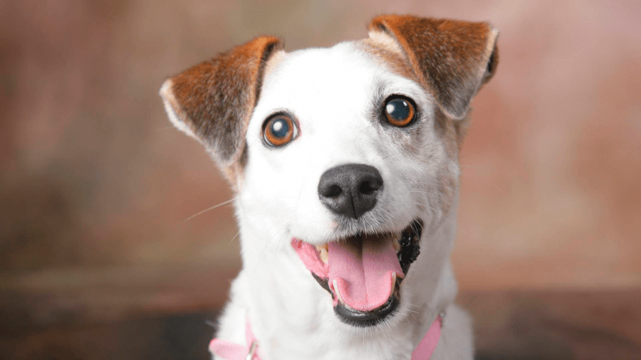 Ter um cachorro reduz risco de problemas cardíacos, diz estudo!