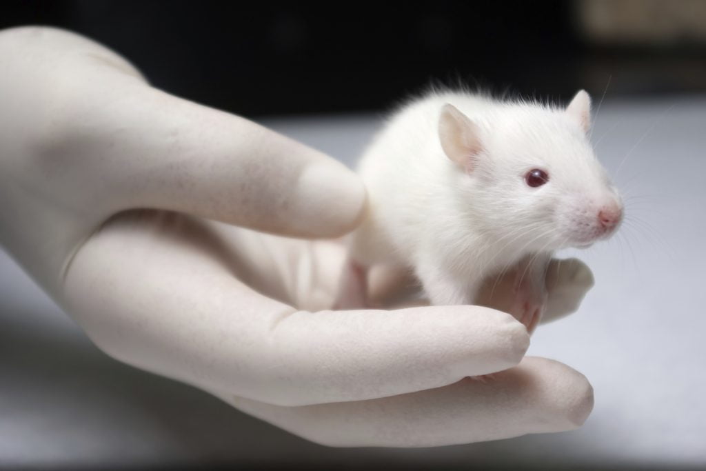 Tratamento que cura câncer em 96% dos ratos será testado em humanos