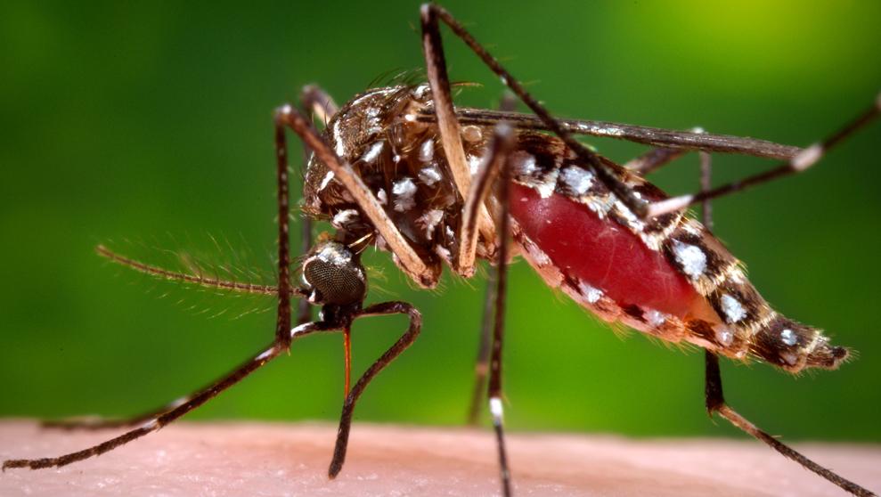 Aedes aegypti, o mosquito 3 em 1!