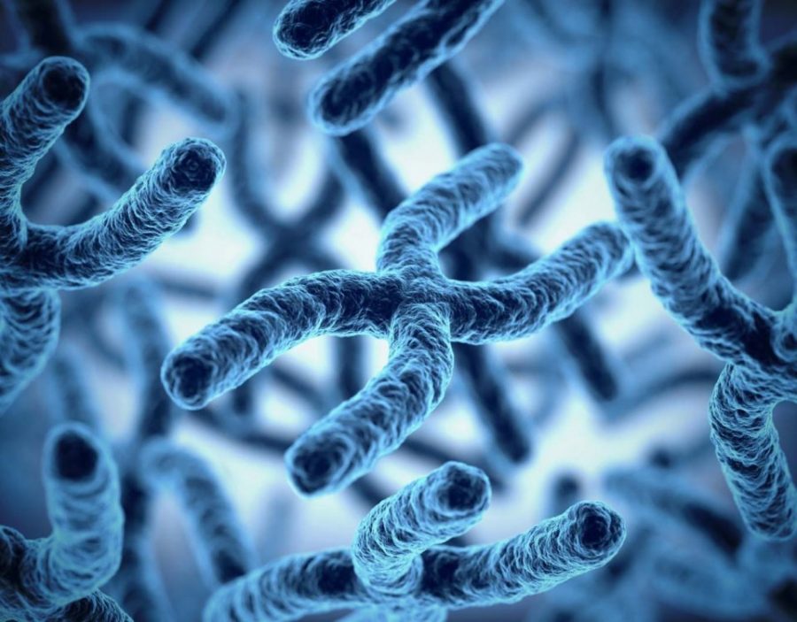 Cientistas descobrem gene fundamental para gravidez