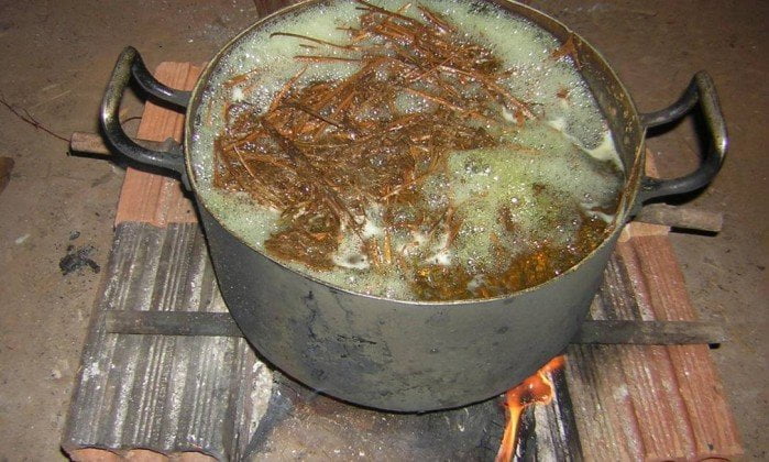 Droga tradicional da Amazônia pode tratar alcoolismo e depressão, diz estudo!