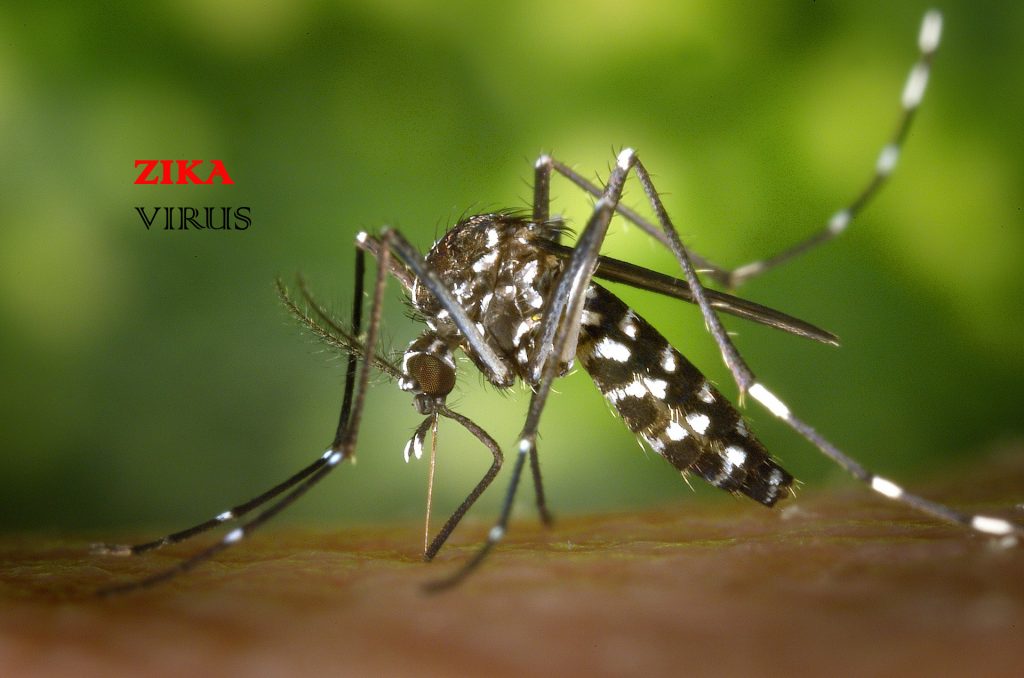 Zika vírus poderia ajudar a combater o câncer cerebral, diz estudo!