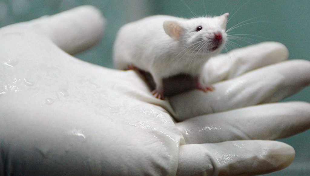 Tratamento que cura câncer em 96% dos ratos será testado em humanos